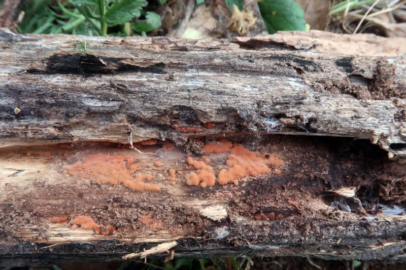 Calcarisporium arbuscula 1 - IMG_2947